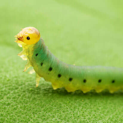 insektizid bubblenavibanner 412x412